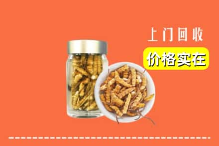 大化县回收散虫草